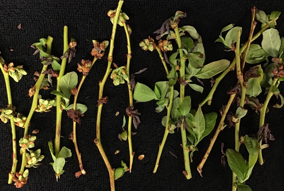 Blighted leaf tissue observed